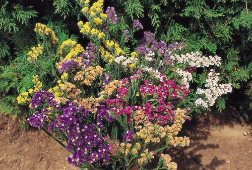 Vista 2 de Semillas Statice Wavyleaf Lavanda Mar (Limonium sinuatum) Kermek Mix Flores Anuales Sin OMG