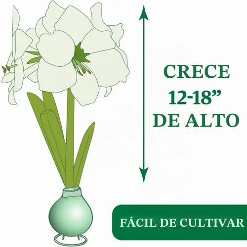 Vista 3 de Bulbo de flor de amarilis encerado con base dorada con soporte, no necesita agua