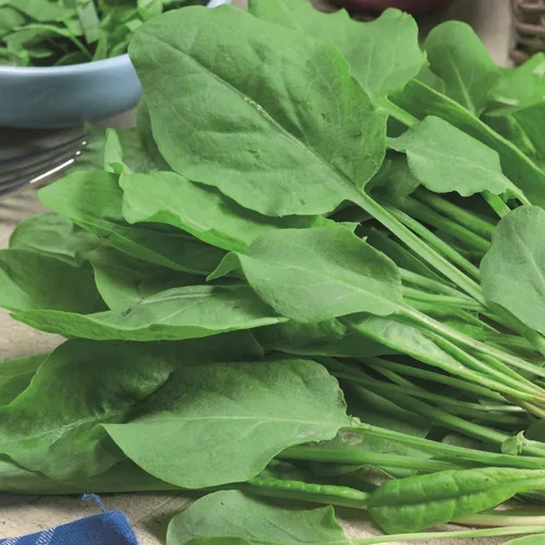 Vista 2 de Semillas Odessa Acedera Broadleaf 45 Días Vegetales sin OMG para plantar 2000 semillas