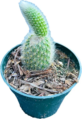 Vista 4 de Plantas de cactus suculentas vivas de USKC (pata de oso de cotiledón tomentosa de 2 pulgadas)