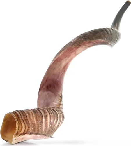 Vista 10 de YOMTOV-SHALOM Kudu Shofar a la venta Kosher de Israel Reyes Shofar Fábrica original de Shofar (13-18)