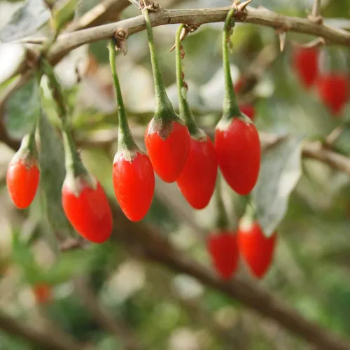 Vista 5 de Goji Berry 50 Semillas – Lycium Chinense/Lycium Barbarum, planta de Wolfberry china, súper fruta perenne sin OMG, semillas de bayas de Goji fáciles