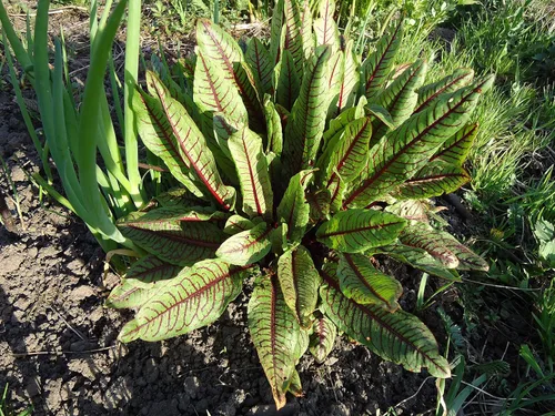 Vista 2 de Semillas Sorrel Bloody Dock Hierba Roja Heirloom para plantar sin OMG