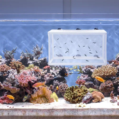 Vista 3 de TEHAUX Caja transparente de cría de peces, multifuncional, de plástico, con ventosas, para peces agresivos, guppy payaso, fácil de instalar
