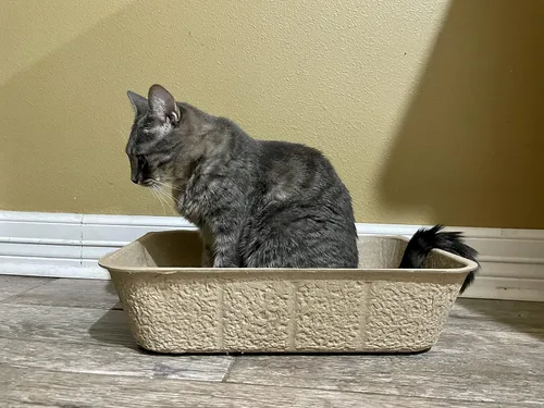 Vista 6 de Midlee Cajas de arena desechables grandes para gatos, juego de 20 bandejas de viaje para gatos