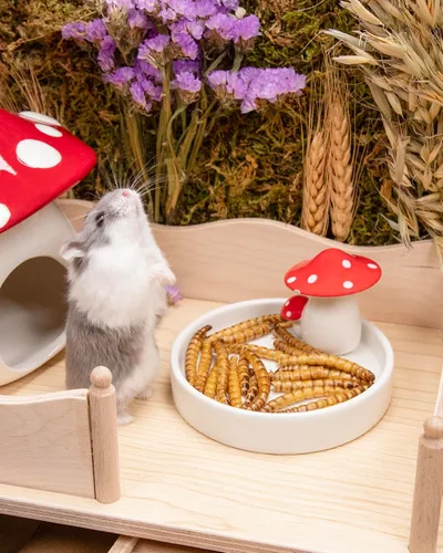 Vista 6 de Niteangel Bocadillos y golosinas para animales pequeños: gusanos secos y sin aditivos