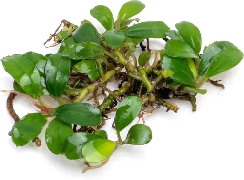 Vista 27 de SubstrateSource Bucephalandra Brownie Phantom - Planta de acuario viva – Decoración natural de pecera de agua dulce, decoración acuática