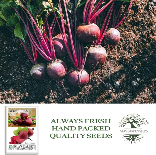 Vista 4 de Semillas de remolacha roja "Ruby Queen" para plantar, más de 100 semillas tradicionales por paquete, semillas de jardín de Isla