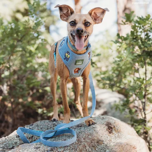 Vista 6 de Lucy & Co. x Parks Project Adventures with Friends - Correa para perro, talla S Aventuras con amigos