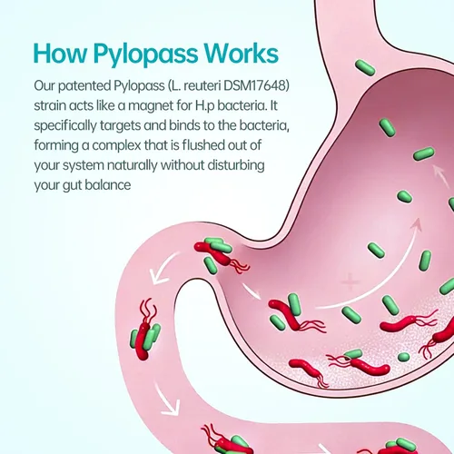 Vista 8 de purmeo Probióticos 5 en 1 de alta potencia H. Pylori, 1 por día, soporte gástrico, comodidad digestiva y protección del revestimiento estomacal