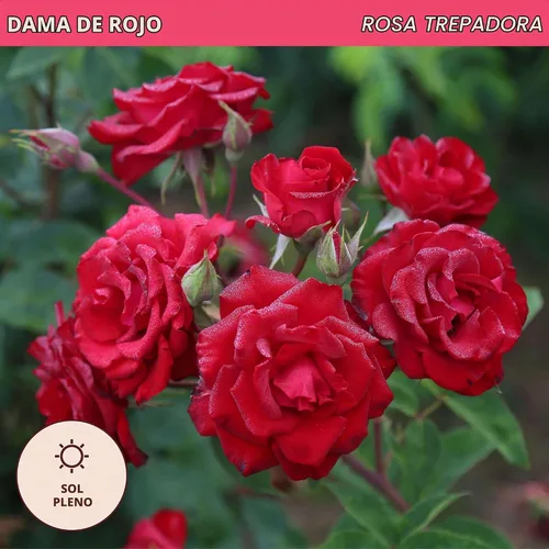 Vista 4 de Rosas trepadoras de reliquia, planta de raíz propia viva, Lady in Red™