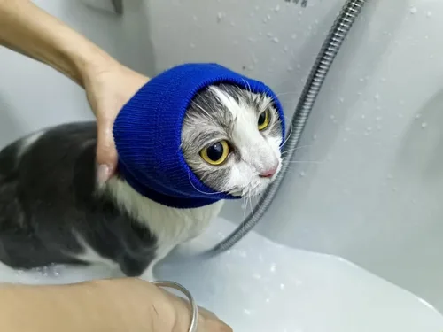 Vista 2 de Snood para gatos (paquete de 6), protección para la cabeza, hematoma, envoltura para las orejas, polaina para el cuello para gatos, azul, S