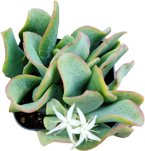 Vista 6 de Plantas suculentas vivas de USKC (Crassula de 2.5 pulgadas 'Spring time')
