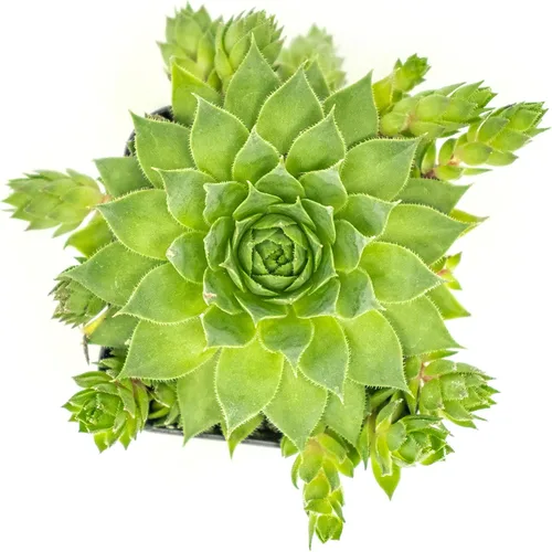 Vista 8 de Sempervivum - Plantas suculentas vivas de interior (3PK), plantas de interior vivas Sempervivum, plantas de interior vivas, plantas