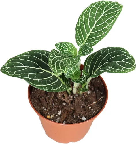 Vista 4 de Fittonia rosa - 3" de California Tropicals Rosado