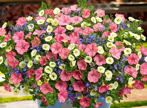 Vista 2 de 500 Semillas Petunia Triumph Rainbow Mix Interior Colgando Flores Anuales No GMO