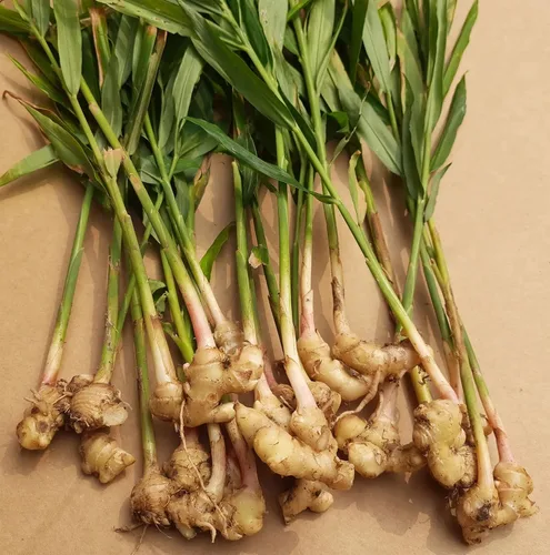 Vista 3 de FRESH HIMALAYAS Raíces de jengibre fresco orgánico 2 libras Snow Hill Himalayan Ginger - Producto del monte Everest Country, Nepal - Entrega