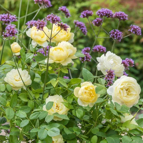 Vista 5 de Heirloom Roses Rose Bush - Vanessa Bell David Austin Rosa amarilla para jardinería al aire libre Moderately Fragrant, Repeat Blooming,For Outdoor