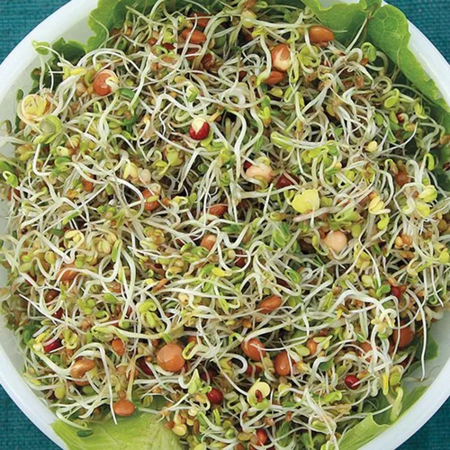 Vista 3 de Semillas de mezcla de proteínas de Peyton's para germinar microverdes, 8 onzas, marca "COOL BEANS n SPROUTS", un superalimento lleno
