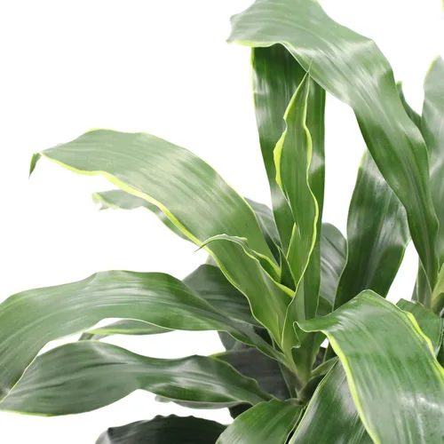 Vista 3 de Dracaena Art Carmen - Planta viva en una maceta de cultivo de 8 pulgadas - Dracaena Deremensis "Art Carmen" - Hermosa planta
