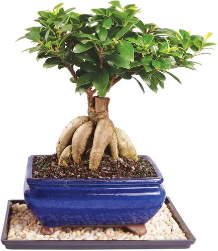 Vista 10 de Brussel's Bonsai Live Ginseng - Árbol bonsái de ficus injertado para interiores, pequeño, 4 años, de 6 a 8 pulgadas, árbol bonsái vivo en maceta