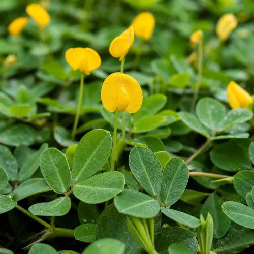 Vista 3 de Hierba ornamental de maní - 20 plantas vivas completamente enraizadas - Arachis Glabrata