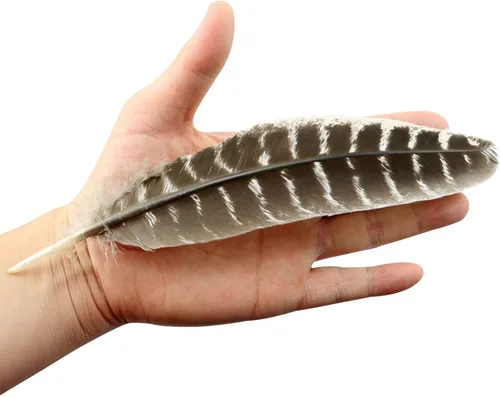 Vista 4 de ZZHXSM 12 plumas de pavo natural de 8 a 10 pulgadas para hacer manualidades, decoración de ropa, familia, boda, decoración de fiesta de cumpleaños