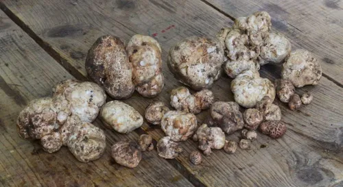 Vista 6 de Más de 100 hongos de trufa blanca Esporas de desove micelio - Gris hongo