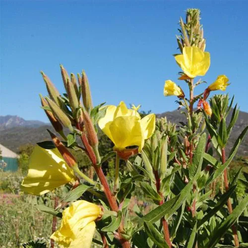 Vista 4 de 200 semillas de onagra común enana cubierta de suelo y césped, hermosa flor para maceta, jardín