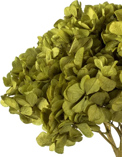 Vista 3 de Vickerman Hortensias de musgo antiguo de 15 pulgadas con múltiples segmentos de rama. Conservada