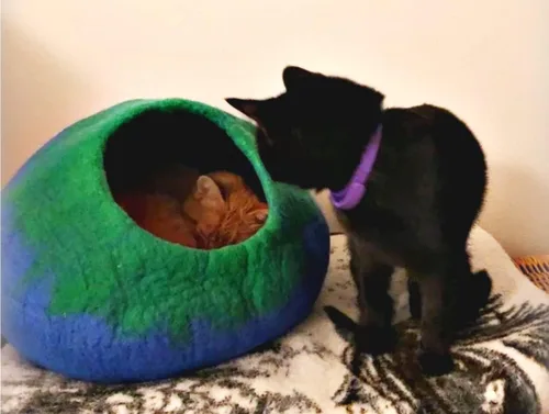 Vista 2 de Woolygon - Lujosa cueva de lana merina para gatos, cápsula plegable para gatos de interior, recinto de fieltro para mascotas de alta calidad, casa