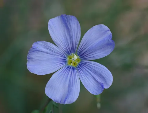 Vista 2 de Semilla de lino azul, 100 semillas, hermosas flores de lino azul llamativas