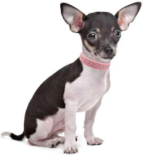 Vista 4 de Pimaodog - Collar de piel de ante elegante y deslumbrante con 1 fila de diamantes de imitación de cristal para mascotas, gatos, perros y cachorros