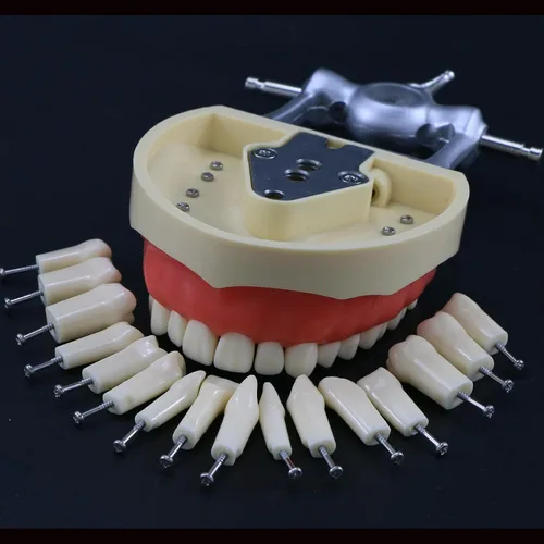 Vista 4 de Typodont - Poste de montaje para dientes modelo ajustable de 360 grados en el escritorio, compatible con Kilgore Nissin Columbia Dentoform Frasaco