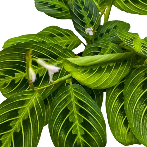 Vista 4 de BubbleBlooms Planta de oración de limón y lima Maranta leuconeura en maceta de 4 pulgadas