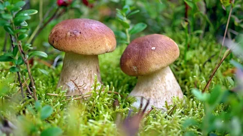 Vista 3 de Semillas Porcini Mushroom King Bolete Mycelium Spawn Kit de esporas secas para plantar sin OMG