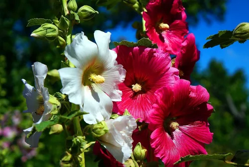 Vista 2 de Semillas Mezcla de Semillas de Malvarrosa Malva 30+ Semillas para Plantar Flores Perennes Vistosas Mezcla Multicolor