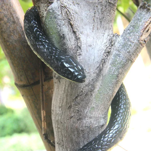 Vista 5 de Juguete de serpiente falsa de goma realista de 50 pulgadas Mamba para accesorios de jardín y broma práctica Para un práctico accesorio de broma