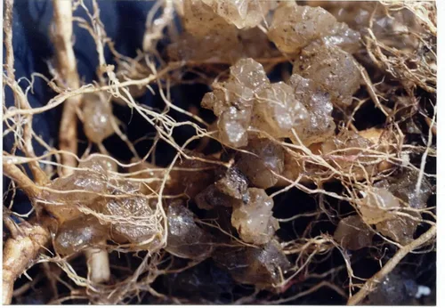 Vista 3 de Soil Moist JCD-TP5 Transplante Cubo de 5 libras