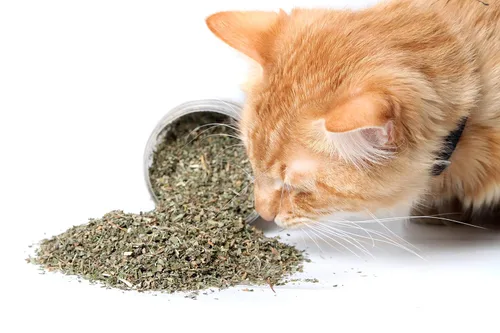 Vista 3 de Hierba gatera, Nepeta cataria, 1 oz de hierba seca