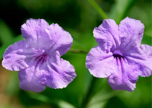Vista 3 de 6 plantas mexicanas de petunia viva, Ruellia Brittoniana Perenne de 5 a 7 pulgadas de altura de barco desnudas