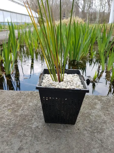 Vista 5 de Cesta cuadrada para plantas de malla de plástico Koi Pond, 13 pulgadas