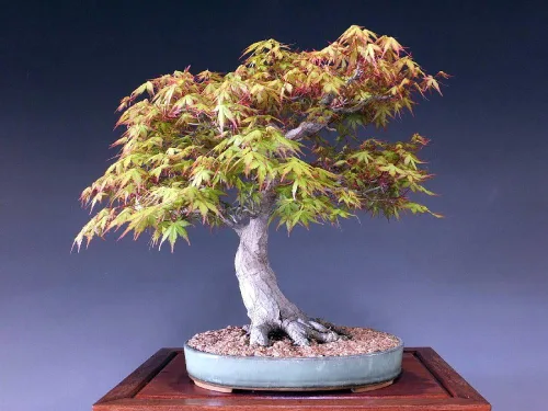 Vista 5 de Arce japonés Katsura - Giro rápido - Maceta de 4 pulgadas - Planta viva - Acer palatum