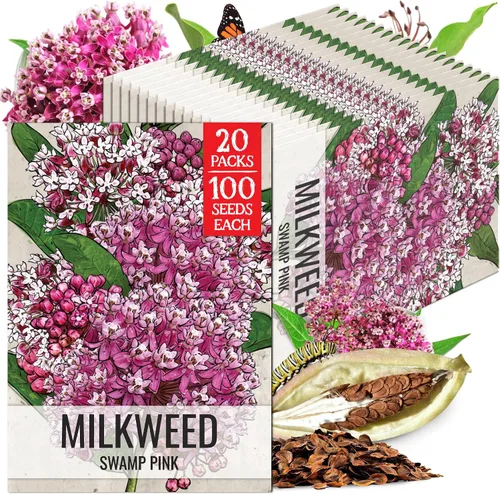 Vista 9 de Seed Needs Semillas de algodoncillo de mariposa naranja para mariposas monarca, 1 paquete
