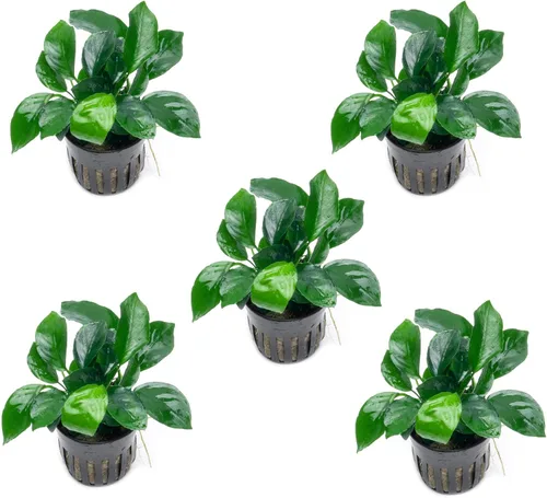 Vista 42 de SubstrateSource Plantas vivas – Anubias Hastifolia (Anubias hastifolia) – Luz baja a moderada, hojas en forma de flecha de color verde medio a