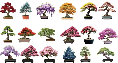Vista 3 de 6 tipos de semillas de árbol bonsái para plantar: elige entre 3 kits o consíguelos todos (Kit 2-6 tipos)