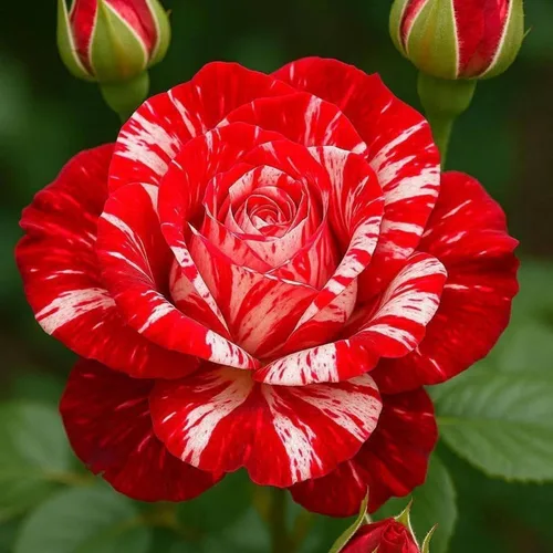 Vista 4 de Más de 220 semillas de rosas híbridas para plantar rosas trepadoras, arbustos perennes, plantas ornamentales de larga floración para decoración