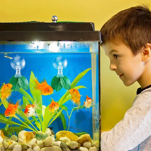 Vista 4 de Jetec 8 piezas de clip de algas marinas de peces ventosa para plantas con clip soporte de alimentación para acuario pecera accesorios