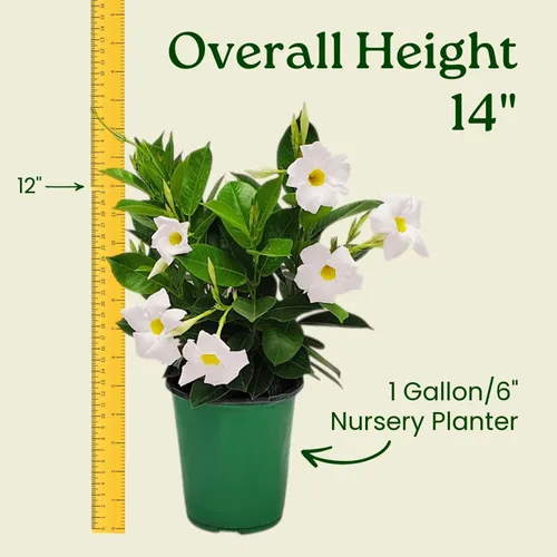 Vista 3 de Tropical Plants of Florida - Arbusto blanco de Dipladenia - Altura total de 14 pulgadas - Maceta de 6 pulgadas (1 galón) (solo planta)