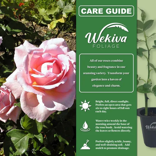 Vista 2 de Tiffany Rose Bush - 1 planta de inicio vivo - Impresionante cultivo híbrido de rosas de té añade color y fragancia a cualquier jardín